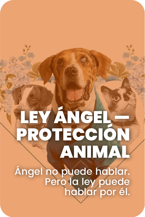 Ley Angel